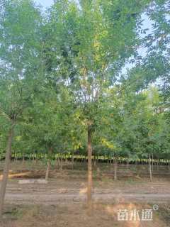 高度600厘米小叶白蜡