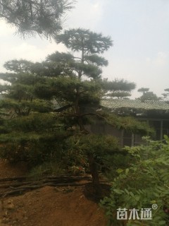 移栽苗造型油松