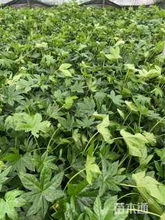 高度30厘米八角金盘