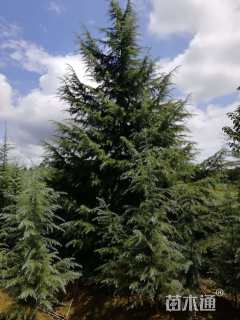 高度900厘米雪松