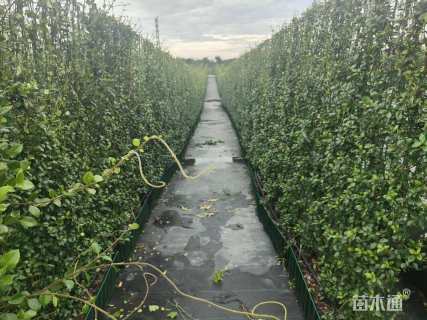 150厘米风车茉莉