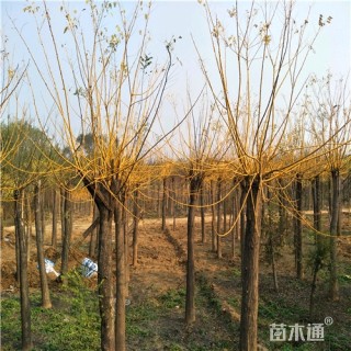 10公分金枝槐