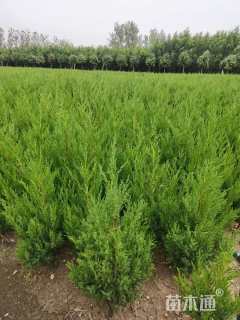 高度130厘米塔柏