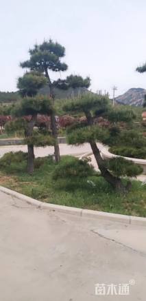 12公分桂花