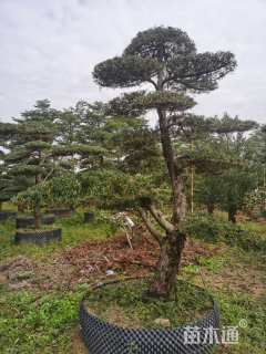 容器苗造型罗汉松