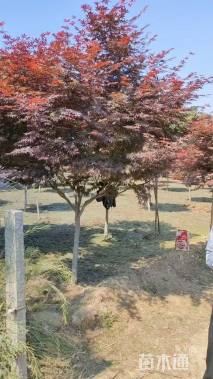 5公分日本红枫