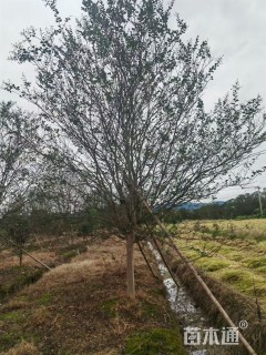 8公分四川红紫薇