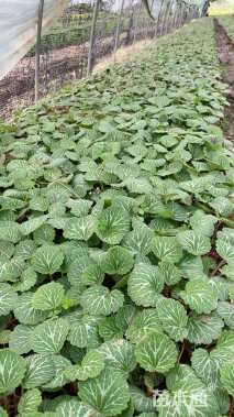 高度15厘米虎耳草