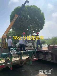 8公分桂花
