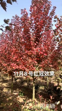 13公分美国红枫-红冠
