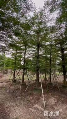 15公分小叶榄仁