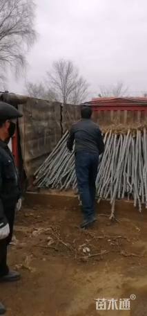3公分新疆杨