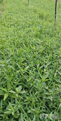 高度10厘米千屈菜