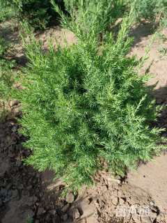 高度50厘米望都塔桧