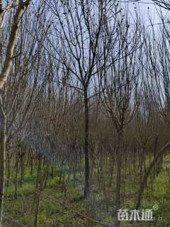 高度220厘米木槿