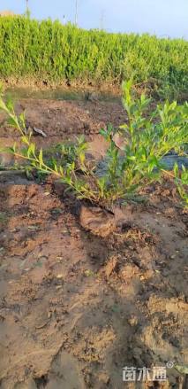 高度40厘米小叶栀子