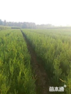 高度50厘米侧柏