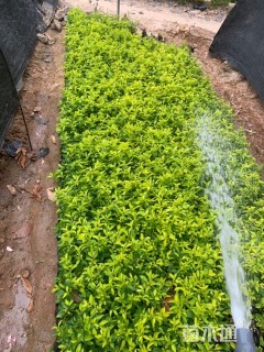 高度30厘米金叶假连翘