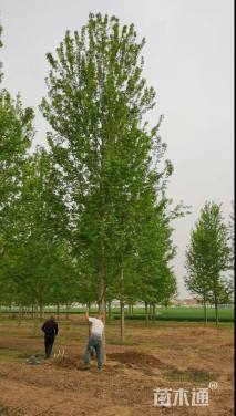 18公分美国红枫