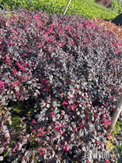 高度20厘米红花继木