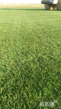 草卷状果岭草