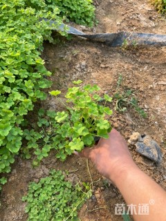 高度20厘米红花酢浆草