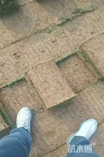 草卷状百慕大草