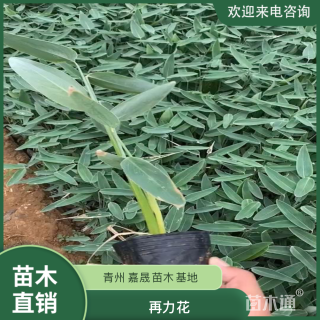 高度40厘米再力花