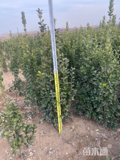 高度150厘米北海道黄杨