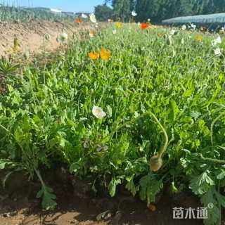 高度25厘米冰岛虞美人