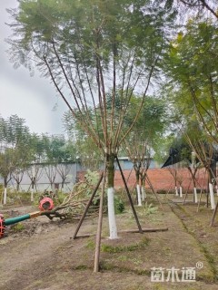 19公分蓝花楹