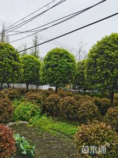 15公分桂花