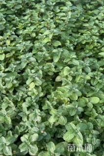 高度10厘米薄荷