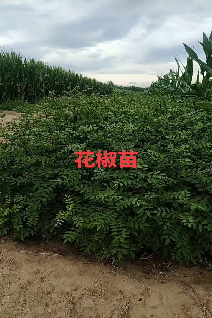 高度50厘米花椒