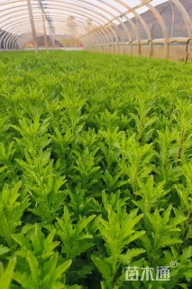 高度20厘米木春菊