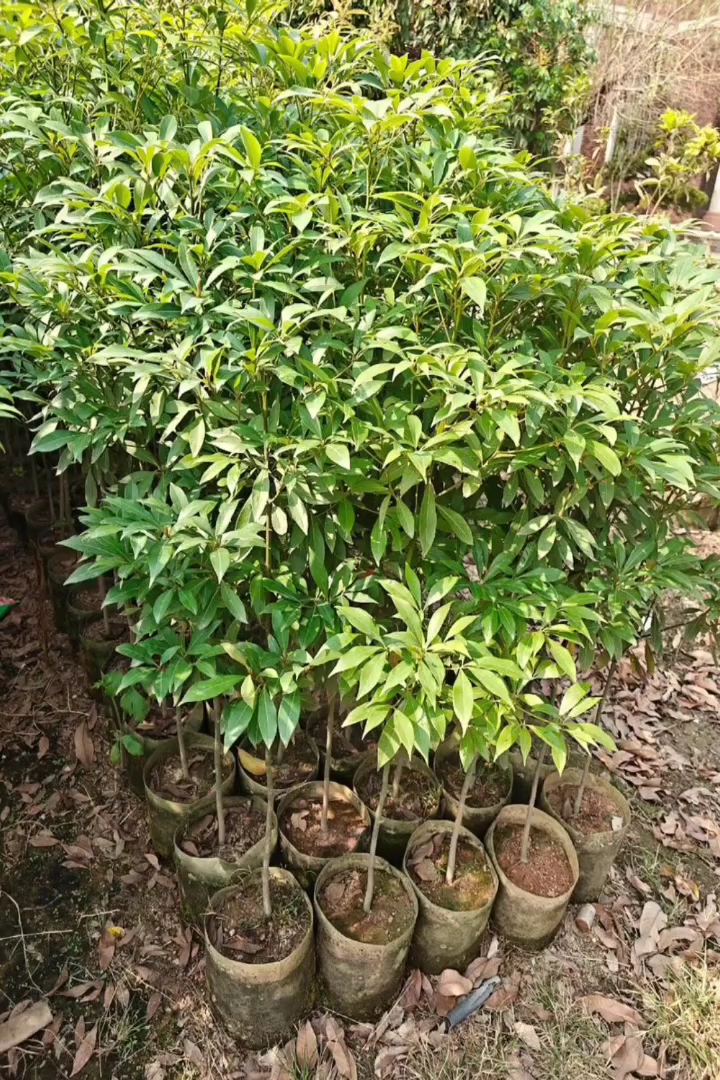 高度60厘米金丝楠木小苗