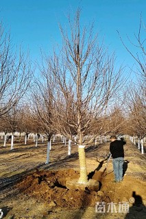 13公分欧洲小叶椴