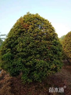 14公分桂花
