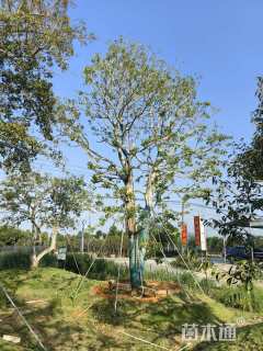 57公分红果冬青