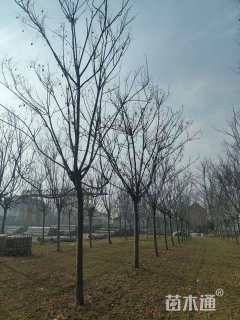 11公分栾树