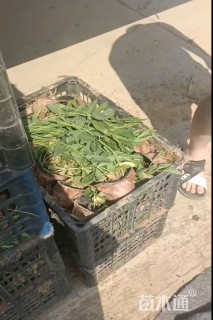 高度25厘米桑托斯马鞭草