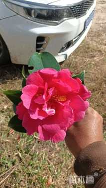 68公分红花油茶