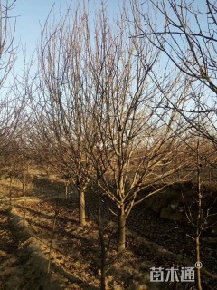 12公分八棱海棠