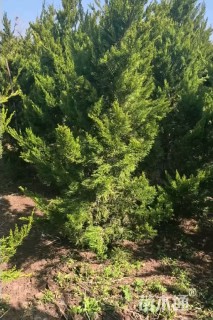 高度220厘米龙柏