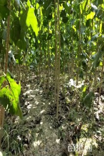 15公分银白杨