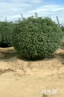 冠幅180厘米月季花球