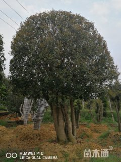 70公分造型杨梅