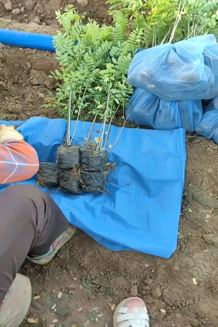 高度60厘米紫穗槐