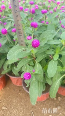 高度20厘米千日红