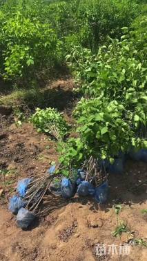 高度70厘米丁香